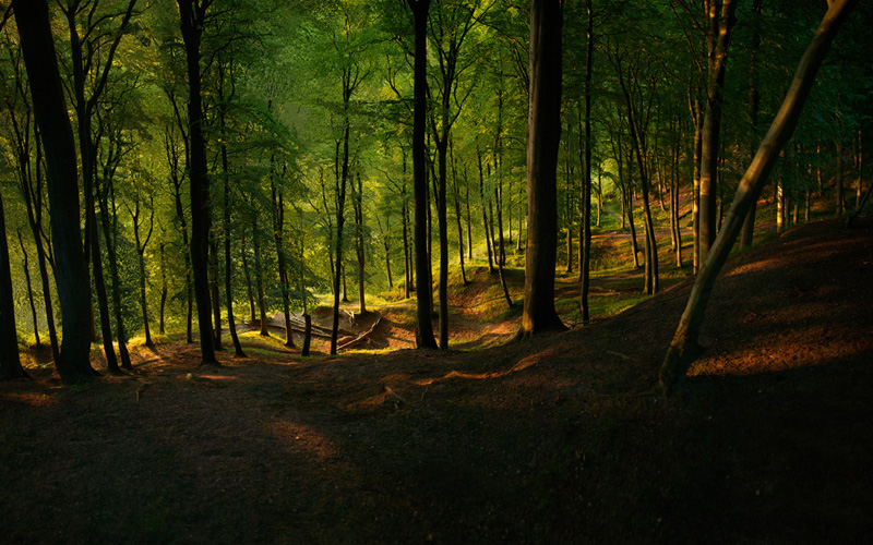 Marselisskov I, 2010