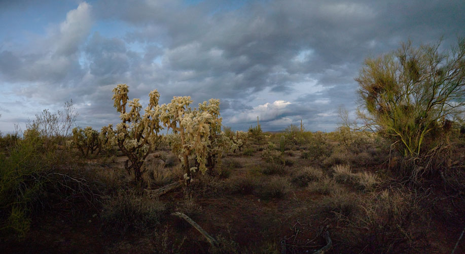 Arizona, 2013